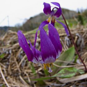 ����� ����. �������