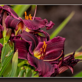 ����. ������. �������