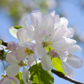 ����. ������. �������