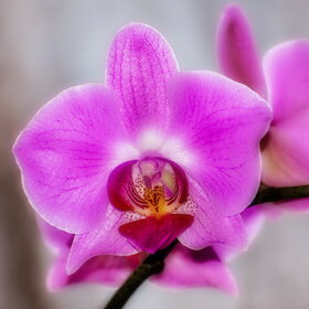 ����. ������. �������