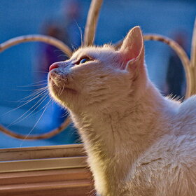 ������ ����. ��������