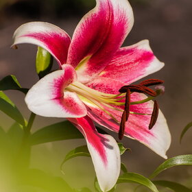 ����. ������. �������