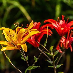 ����. ������. �������