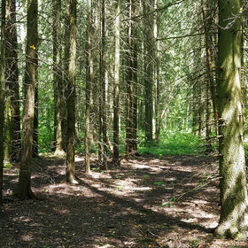 ������ ����. ������������ ���