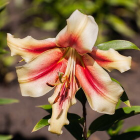 ������ ����. �������