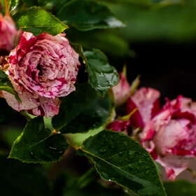 ����� ����. �������