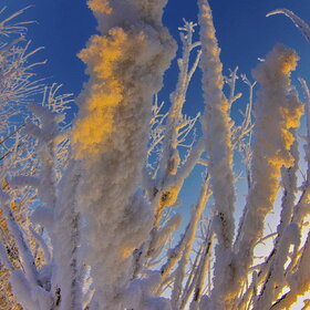 ������ ����. �������