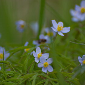 ������ ����. �������