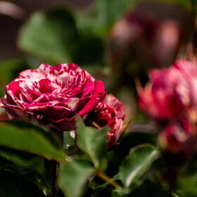 ������ ����. �������