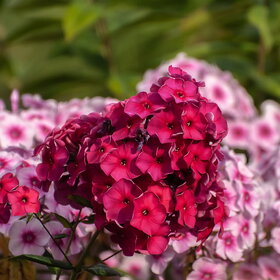 ����. ������. �������