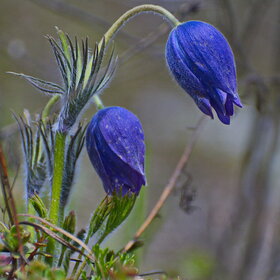 ������ ����. �������