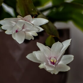 ����. ������. �������