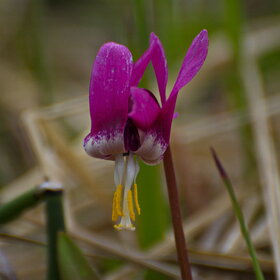 ������ ����. �������