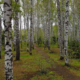 ����. ������. �������