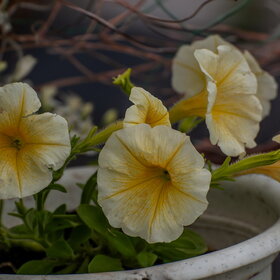 ����� ����������. �������