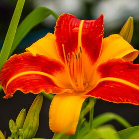 ����. ������. �������