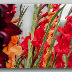 ����� ����. �������