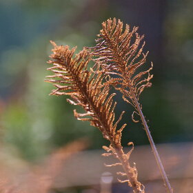 ����� ����. �������