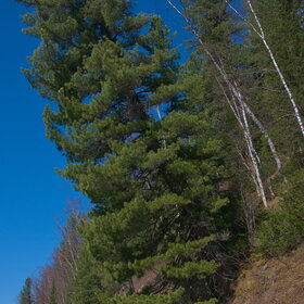 ����� ����. �������