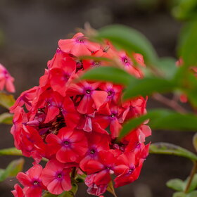 ����. ������. �������