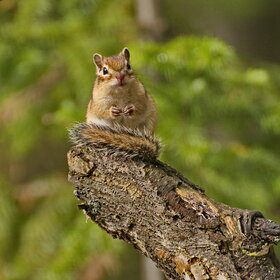 ������ ����. ��������