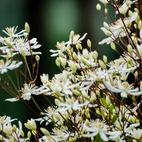 ����. ������. �������