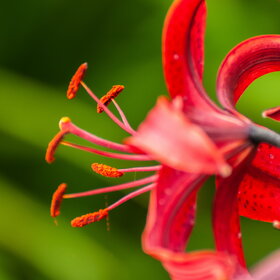 ����. ������. �������