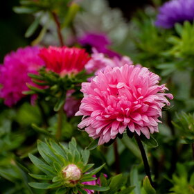 ������ ����. �������