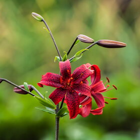 ����. ������. �������