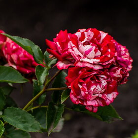 �������