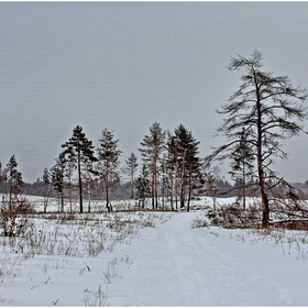 Прогулка по зимнему лесу...