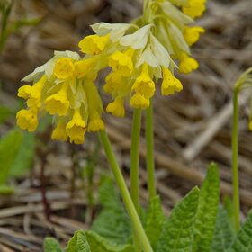 ������ ����. �������