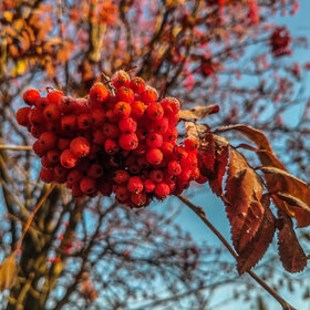 ����. ������. �������