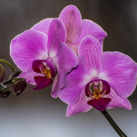 ����. ������. �������