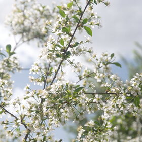 ������ ����. �������