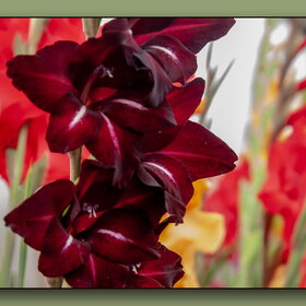 ������ ����. �������