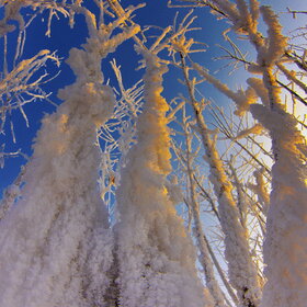 ������ ����. �������