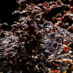 Новые фотографии. ПРИРОДА