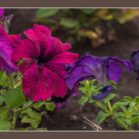 ������ ����. �������