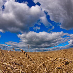 ����. ������. �������