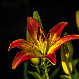 ����. ������. �������