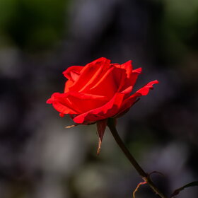 ������ ����. �������