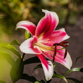 ����. ������. �������