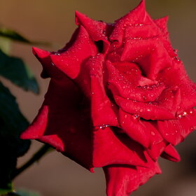 ������ ����. �������