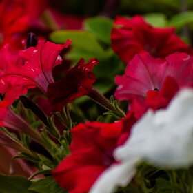 ����. ������. �������