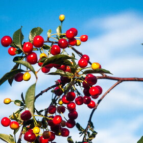 ����� ����. �������