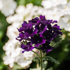 ����� ����. �������