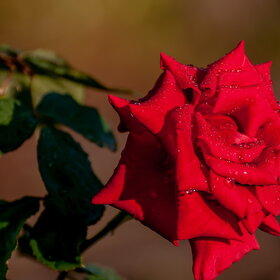 ����. ������. �������