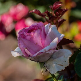 ������ ����. �������