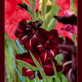 ������ ����. �������